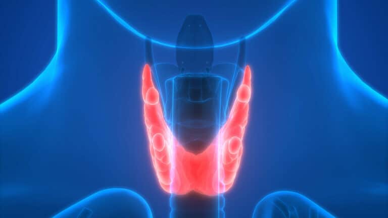 Thyroid and Parathyroid Glands – Why Are They Important?